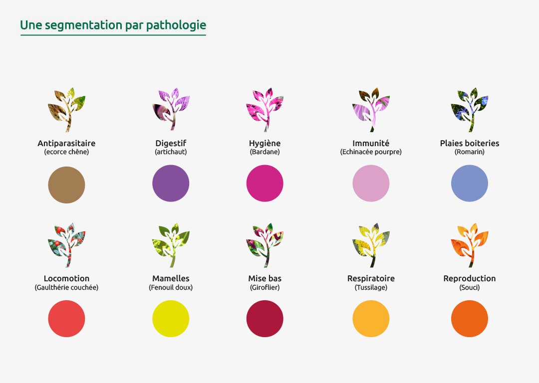 Audrey Lehembre - Gentiana segmentation